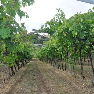 Vigneto a pergola veronese di proprietà della nostra azienda