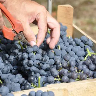 Raccolta in cassette delle uve per la produzione di amarone, uvaggio rondinella