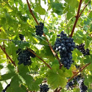 Uve di corvina veronese